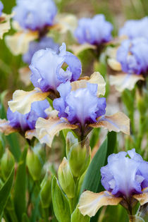 Iris Season 2 von Paul Anguiano