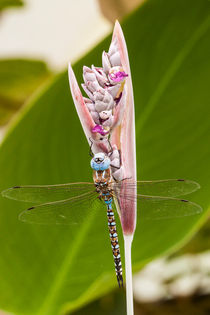 Hanging out on the thalia by Paul Anguiano