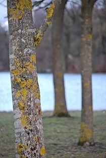 Englischer Garten... 155 von loewenherz-artwork