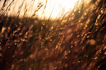 Wake up in a Dream, Alentejo, Portugal von Joao Coutinho