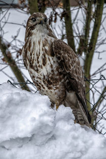 The first snow - Buzzard von Chris Berger