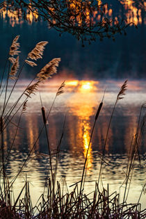 Im Sonnenlicht von Sandro Mischuda