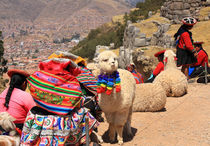 Alpakas in Peru mit Inkafrauen von Mellieha Zacharias