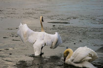  Swan Lake - Evening gymnastics on the ice by Chris Berger