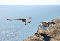 Young Seagull learning to fly by Yuri Hope