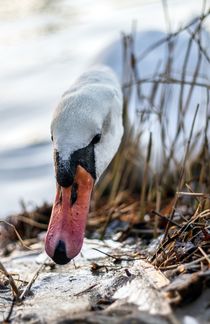 Swan von Katja Bartz