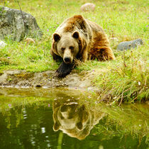 Braunbär am Teichufer, bear at lakeside von Sabine Radtke