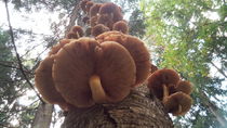 Armillaria autumn on a tree trunk von Yuri Hope