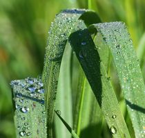 Perlen der Natur von Bernhard Kaiser