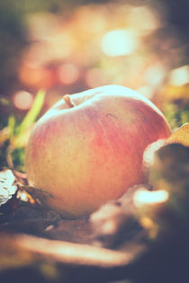 gefallener Apfel by Peter Eggermann