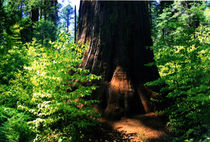 Calaveras national park by Bill Covington