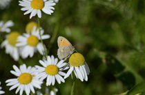 Falter auf Gänseblümchen by Jörg Boeck