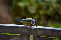 Blaumeise von Jörg Boeck