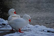 Winter im Englischen Garten... 9 by loewenherz-artwork