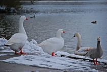 Winter im Englischen Garten... 14 von loewenherz-artwork