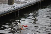 Winter im Englischen Garten... 4 von loewenherz-artwork