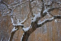 Winter im Englischen Garten... 17 von loewenherz-artwork