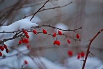 Winter im Englischen Garten... 10 by loewenherz-artwork