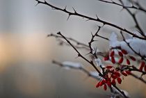 Winter im Englischen Garten... 3 by loewenherz-artwork