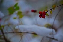 Winter im Englischen Garten... 18 von loewenherz-artwork