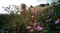 Wild flowers at the old fortress by Yuri Hope