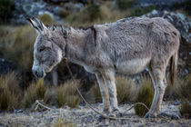 Donkey on the Alpamayo Circuit by Frank Tschöpe