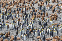 Penguins in South Georgia by Frank Tschöpe