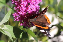 "Pfauenauge auf Schmetterlingsblüten" 3 von Simone Marsig