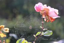 Rose in Abendsonne  Herbst "Spinne am Abend" von Simone Marsig