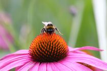 Hummel auf Echinacea Blume by Simone Marsig