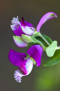 Polygala myrtifolia by Bernhard Kaiser