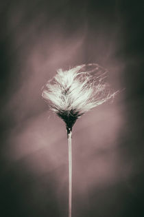 Wollgras - Eriophorum vaginatum by Peter Eggermann