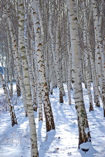 Birken im Schnee... 1 by loewenherz-artwork