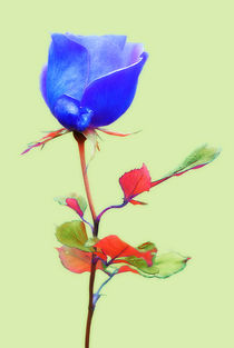 Blue Rose von CHRISTINE LAKE