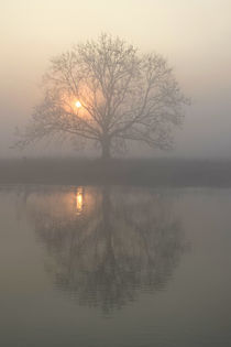 Nebelsonne und Baum von Bernhard Kaiser