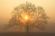 Die Sonne in der Baumkrone by Bernhard Kaiser