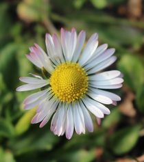 Gänseblume  von Simone Marsig