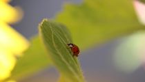 Marienkäfer ähnlich auf Blatt von Simone Marsig