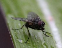 Obstfliege riesengroß von Simone Marsig