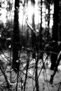 Zweige befreien sich vom Schnee by aseifert