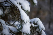 Zweige befreien sich vom Schnee by aseifert