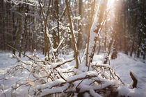 Winter Landschaft von aseifert