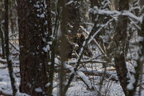 Wildschwein im Schnee von aseifert