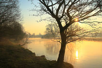 Der Stern im Baum by Bernhard Kaiser