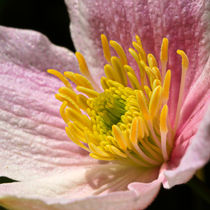 Anemonenblüte by Bernhard Kaiser