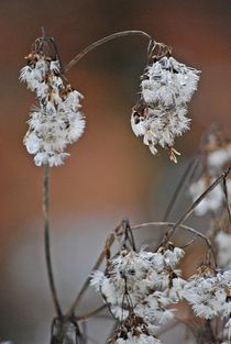 winter wood... 10 by loewenherz-artwork