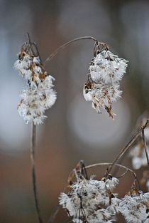 winter wood... 19 von loewenherz-artwork