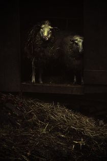 SHEEP von Ivonne Wentzler