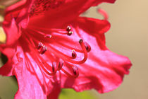 Rhododendron Einzelblüte by Bernhard Kaiser