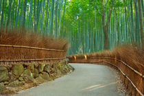 Path through Arashiyama bamboo forest near Kyoto, Japan von Sara Winter